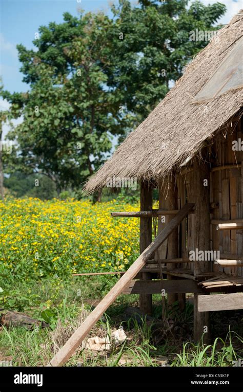 Thatched Roofed Stilt House In A Field Chiang Dao Chiang Mai Province