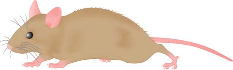 Field Mouse Clipart 20 Free Cliparts Download Images On Clipground 2022