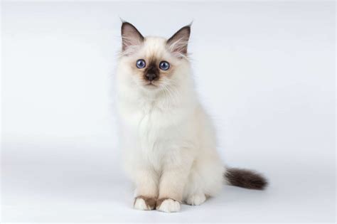 How Much Does A Birman Cat Cost 2024 Price Guide