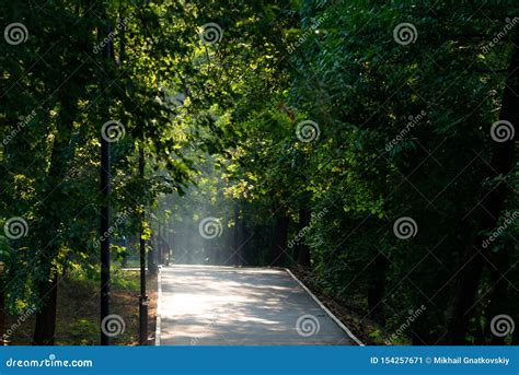 Walkway Lane Path With Green Trees In City Park Beautiful Alley In