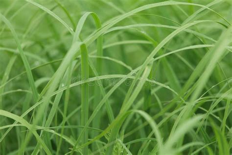 Closeup Of Uncut Green Grass With Drops Of Dew In Soft Morning Light