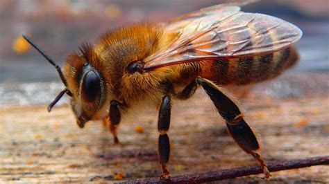 Así Duermen Las Abejas Melíferas Y Polinizadores Silvestres Ecocolmena