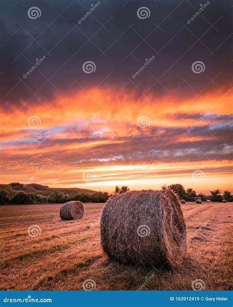 Hay Bales In A Field At Sunset Stock Image Image Of Round Crop