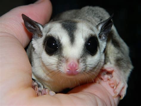 10 Reasons Why Sugar Gliders Should Not Be Kept As Pets Pethelpful