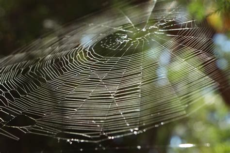 Free Images Nature Dew Spiderweb Monochrome Fauna Material