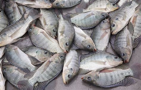 How Much Do You Actually Know About Tilapia The Healthy Fish