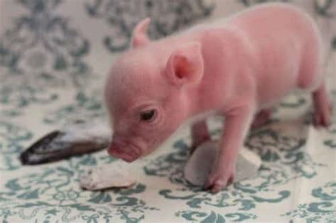 5 Fun Facts About Teacup Pigs