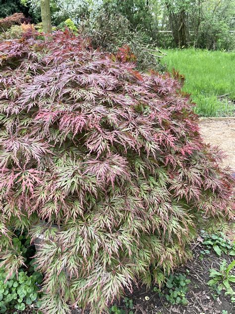 Acer Palmatum ‘orangeola Poppins Plants