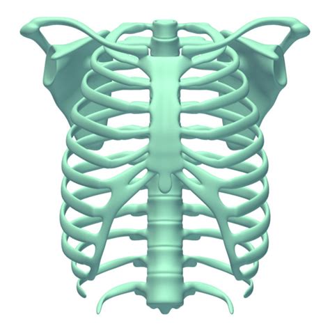 The food that you eat will sometimes affect your digestion process. rib cage