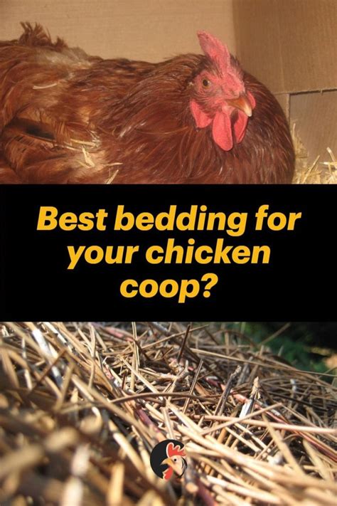choosing the right bedding for chickens chicken brooder chickens