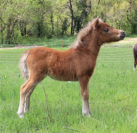 American Miniature Horses For Sale In Southern France
