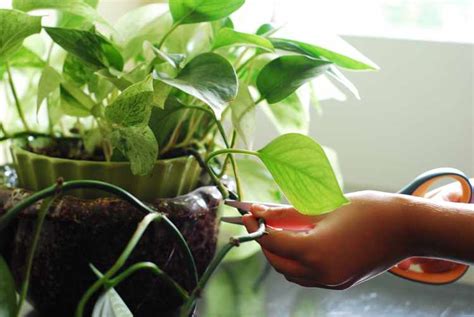 Plantas De Interior Tipos Variedades Cuidados Y Riego