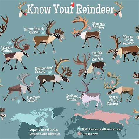 Know Your Reindeer Wild Reindeer Or Caribou As They Are Known In North