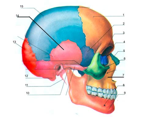 Axial Skeleton Labeling Quiz Side View Skull Diagram Quizlet