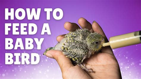How To Feed A Baby Bird When To Feed A Baby Bird Youtube