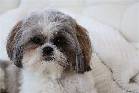 10 Tips For The First Day Bringing Your New Shih Tzu Puppy Home Shih