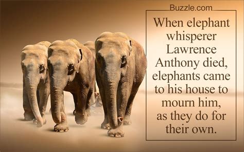 14 Fun Facts About Elephants Fun Facts About Elephants Elephant