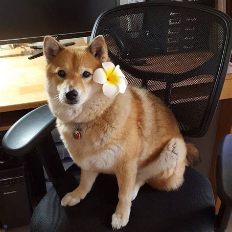My First Shiba Inu Your 1 Resource For All Things Shiba Inu My
