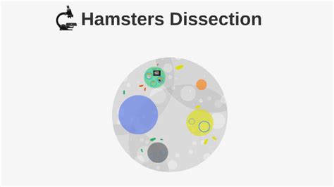 Hamsters Dissection By Cindy Carranza On Prezi