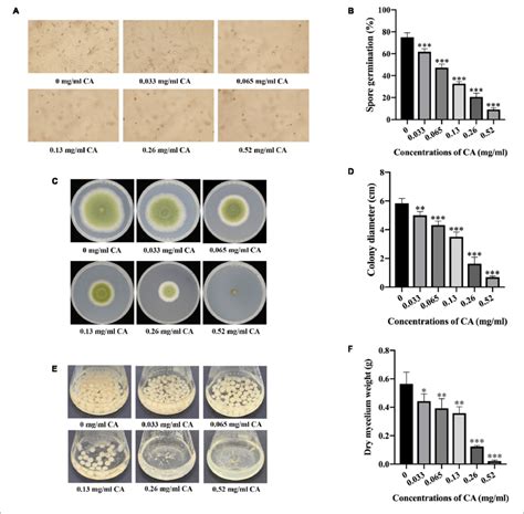 Effects Of Ca On Spore Germination And Fungal Development In A