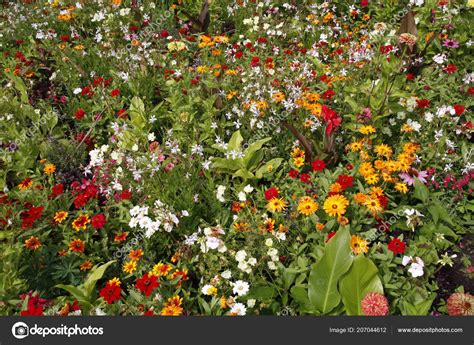 Wildflower Meadow Garden Many Colourful Flowers Plants — Stock Photo