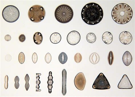 Common Diatoms