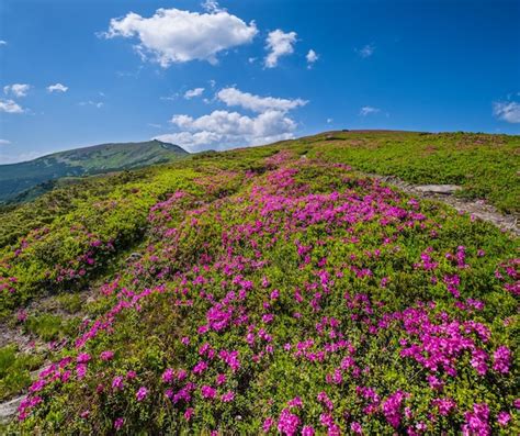 Premium Photo Pink Rose Rhododendron Flowers On Summer Mountain Slope