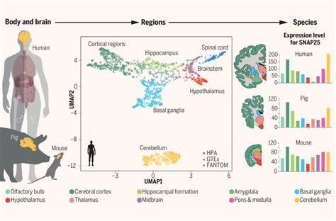 The rat brain in stereotaxic coordinates: Researchers Create Atlas of Protein-Coding Genes in Mammalian Brain | Biology, Neuroscience ...