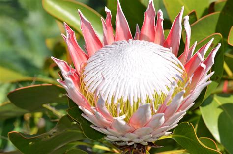 Prehistoric Protea The National Flower Of South Africa