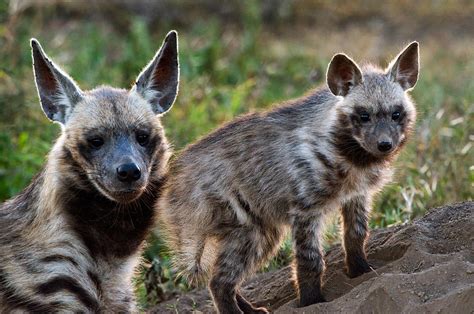 Striped Hyena Hyaena Hyaena Photograph By Panoramic Images Pixels