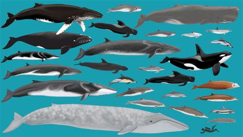 All You Need To Know About Cetaceans Azores Whales