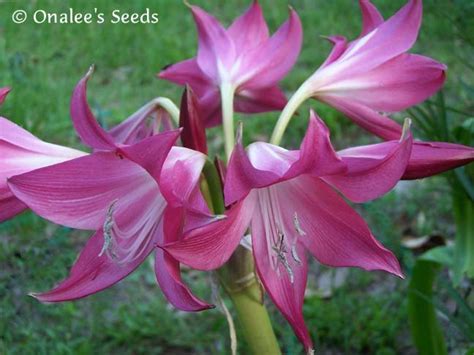 Plants Seeds And Bulbs Crinum Lily Rose Parade New Small Size Bulb Home