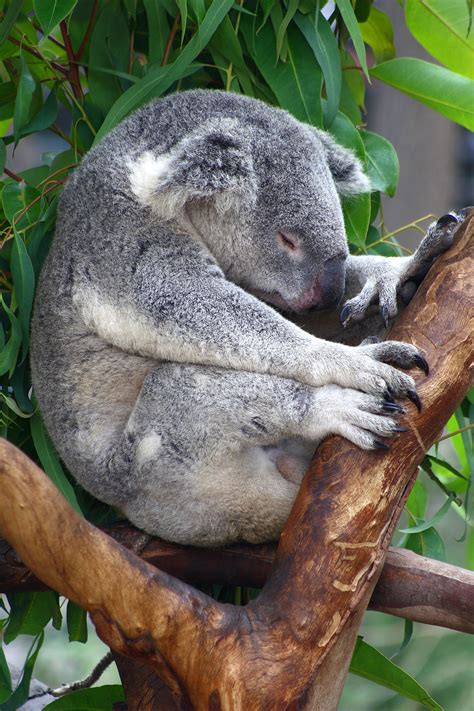 Filesa Sleeping Koala Wikimedia Commons
