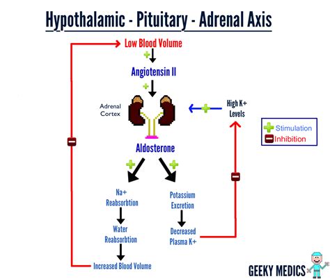 How The Adrenal Axis Works Geeky Medics