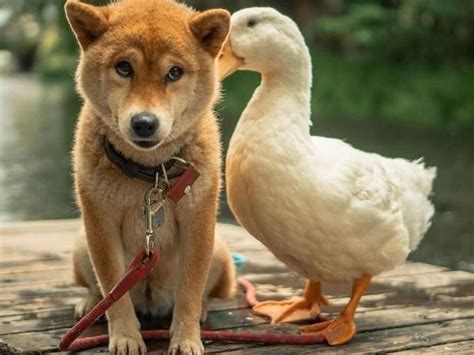 101 Adorable Photos Of Unlikely Animal Friends Always Pets