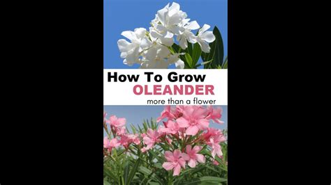 Grow Oleander From Cutting Complete Guide Green Org Youtube
