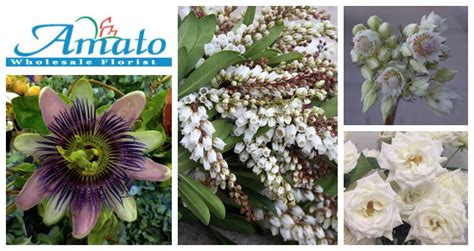 Grown & produced in the usa. Amato Wholesale Florist Denver