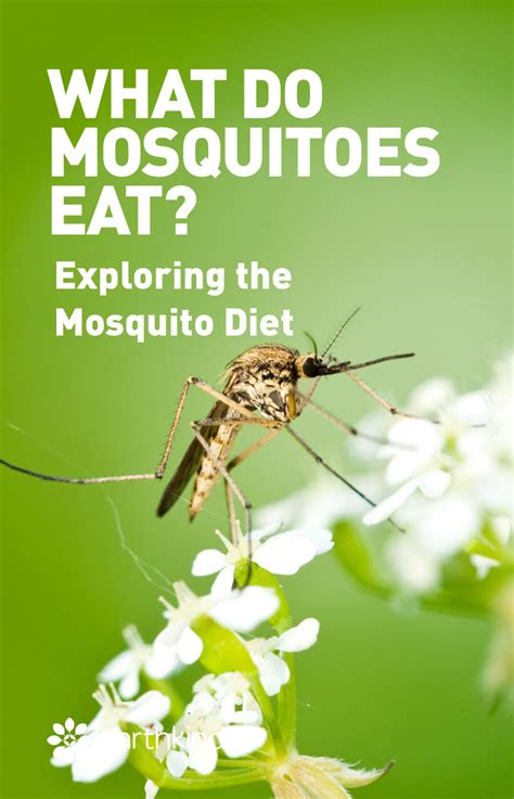 What Do Mosquitoes Eat—exploring The Mosquito Diet Earthkind