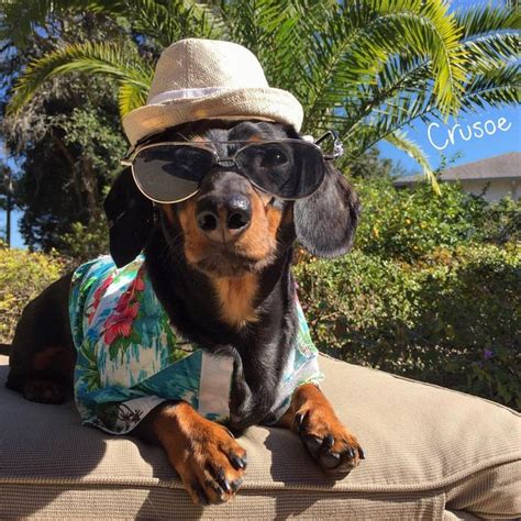 Crusoe The Celebrity Dachshund Crusoe The Celebrity Dachshund Dog