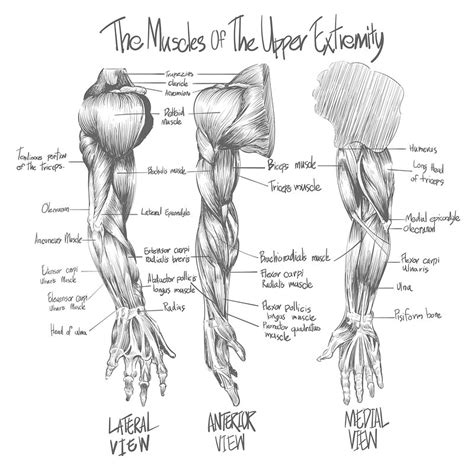 Sketch Of Muscular System Premium Vector Illustration Rawpixel