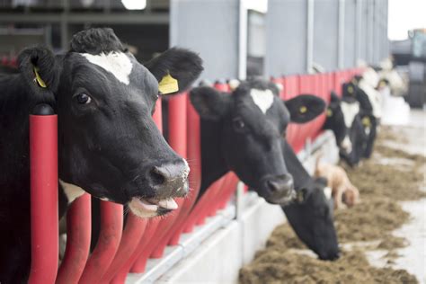 Video: How these award-winning products help optimise cow welfare and ...