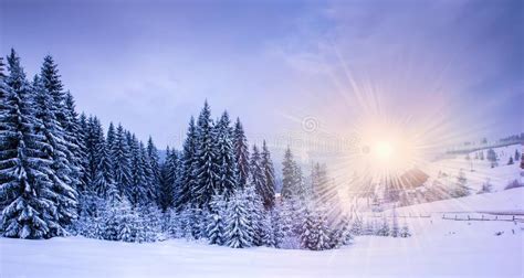 Christmas Winter Landscape Stock Photo Image Of Spruce 102462622