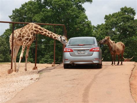 Take a Drive on the Wild Side at Wild Animal Safari in Georgia