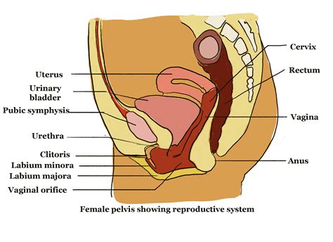 [diagram] Diagram Pregnant Womans Reproductive System Mydiagram Online