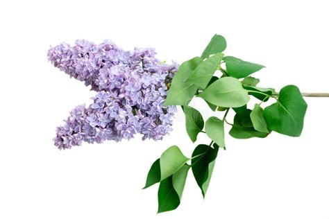 Fresh Lilac Flowers Stock Photo Image Of Beauty Natural 138498284