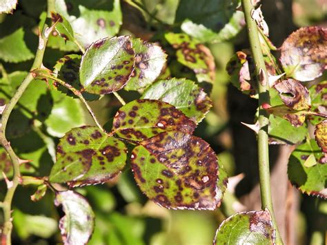 Black spot (blackspot) is one of the most common diseases of rose bushes; Preventing and Dealing with Black Spot on Roses