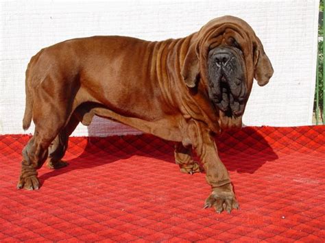 Korean Mastiff Big Dog Breeds Dog Lovers Big Dogs
