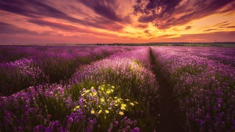 Lavender Purple Flower Field Under Black Yellow Cloudy Sky During