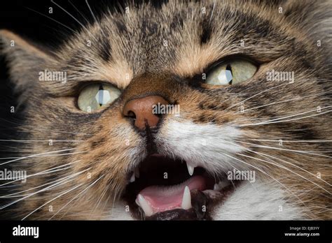Closeup Portrait Meowing Cat Stock Photo Alamy