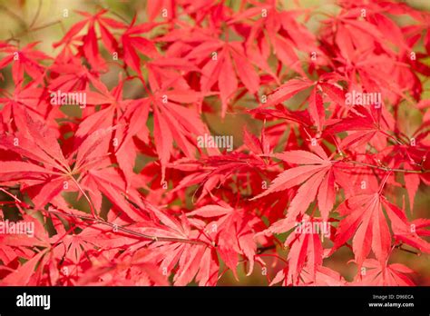 Acer Palmatum Wakehurst Pink Japanese Maple In Autumn Stock Photo